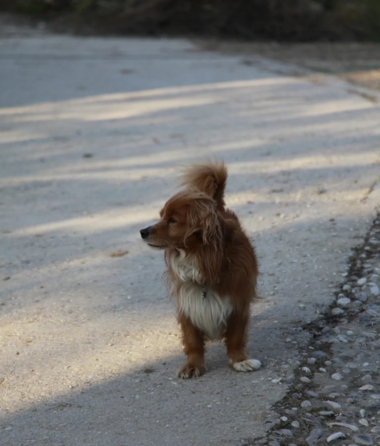 Casa di Campagna agriturismo Combai animali - Casa di Campagna